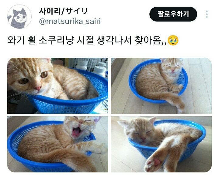 의외로 고양이가 좋아한다는 물건