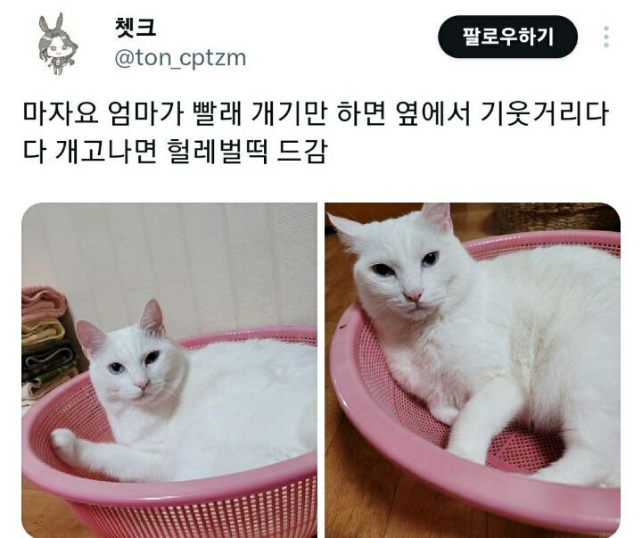 의외로 고양이가 좋아한다는 물건