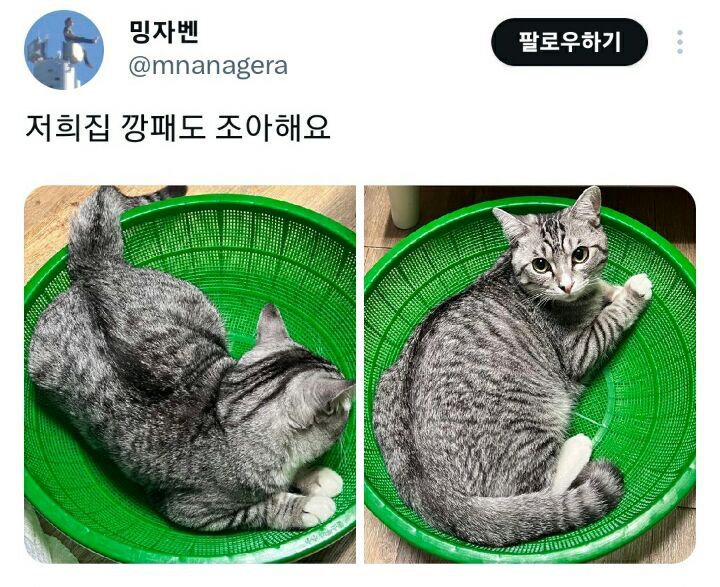 의외로 고양이가 좋아한다는 물건