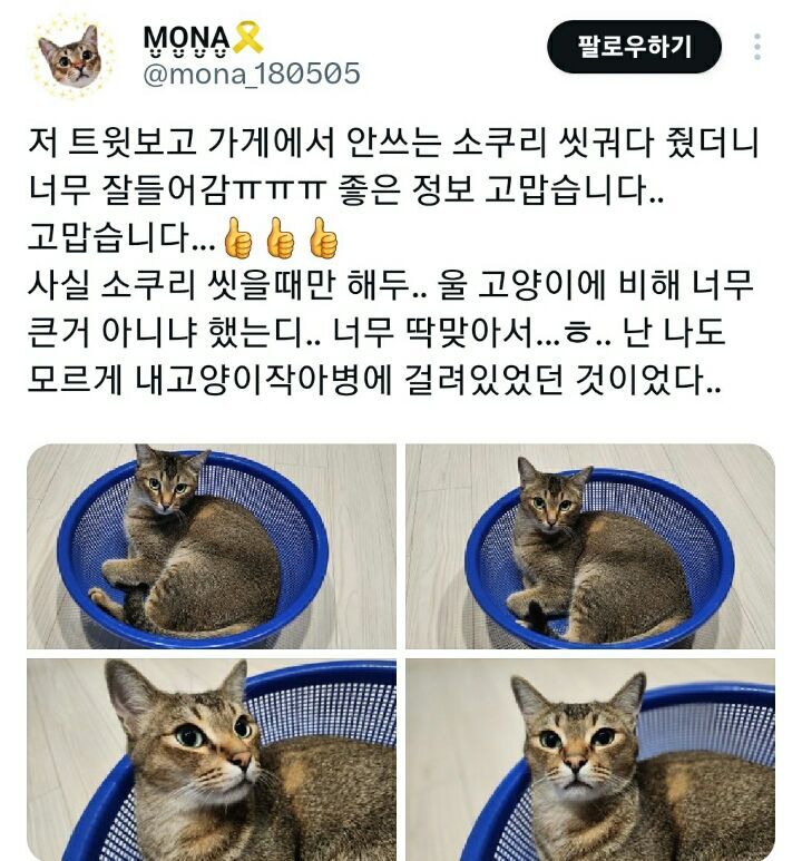 의외로 고양이가 좋아한다는 물건