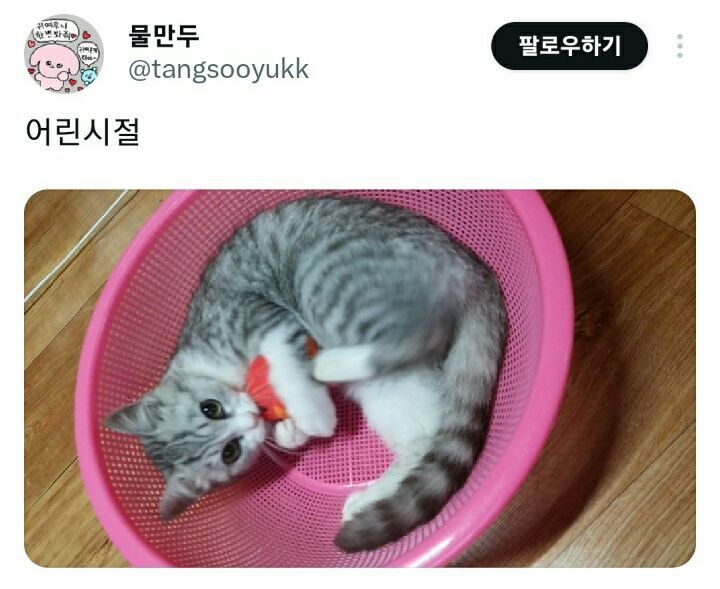 의외로 고양이가 좋아한다는 물건