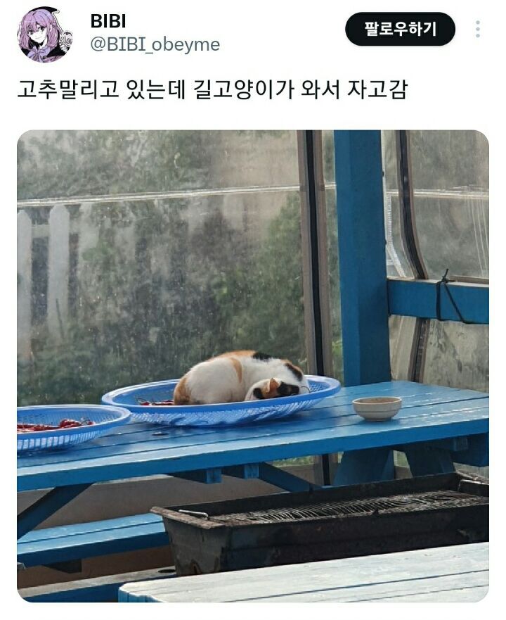 의외로 고양이가 좋아한다는 물건