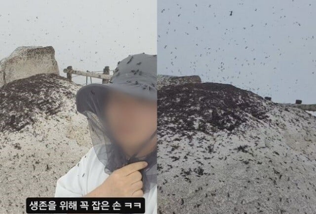 북한산을 초토화시킨 러브버그가 익충인 이유