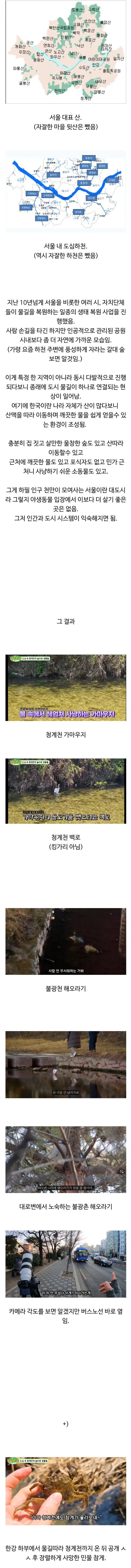 서울에서 야생동물이 많이 보이는거같은 이유
