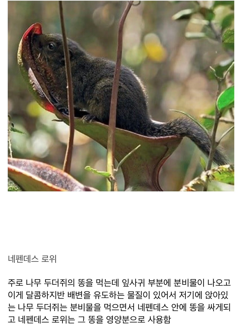 변기의 운명으로 태어난 식물