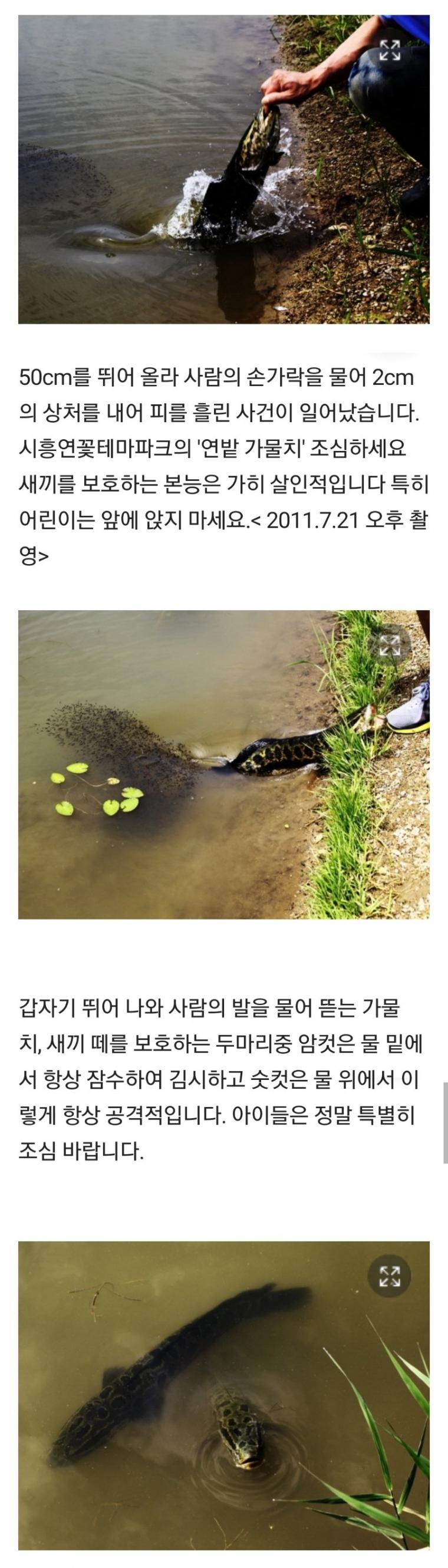 번식기 가물치가 위험한 이유.jpg