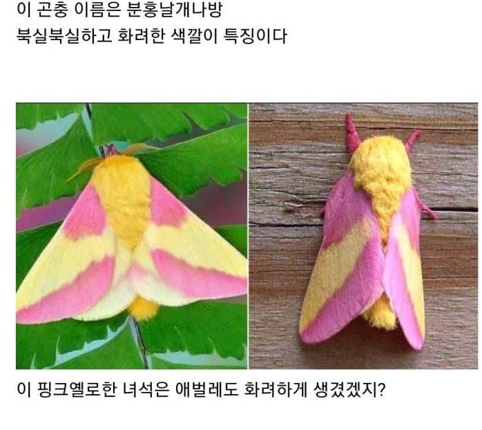 혐)개못생기게 태어나서 예뻐지는 케이스