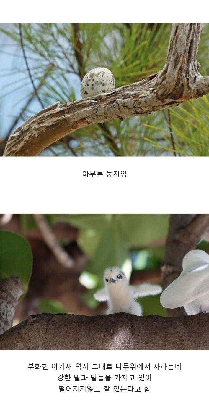 흰제비갈매기