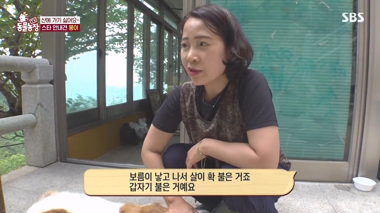 동물농장 강아지 건강검진 하러왔다 빡친 수의사