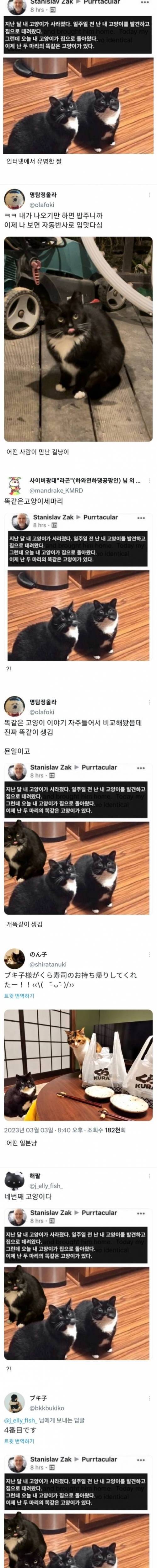 세상에는 똑같이 생긴 고양이가 네마리 있다