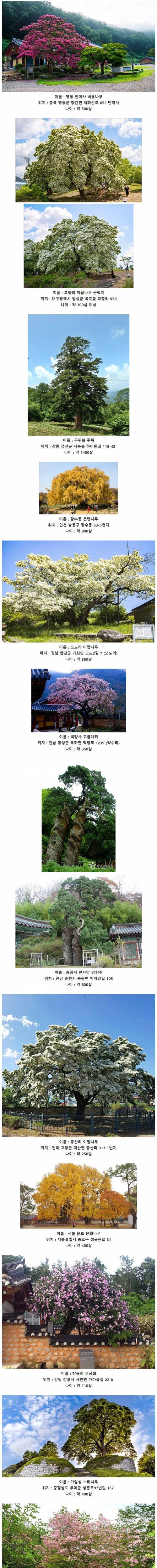 한국에 존재하는 오래된 고목들