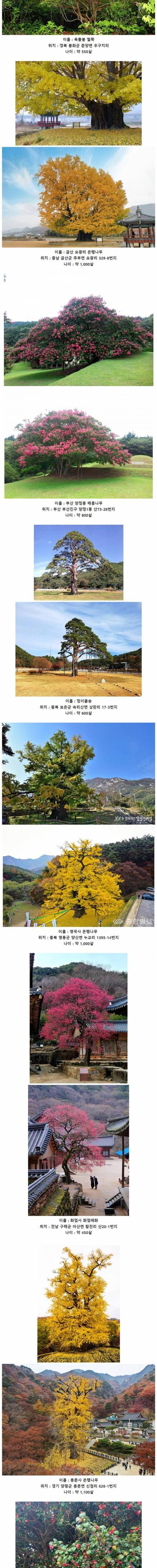 한국에 존재하는 오래된 고목들