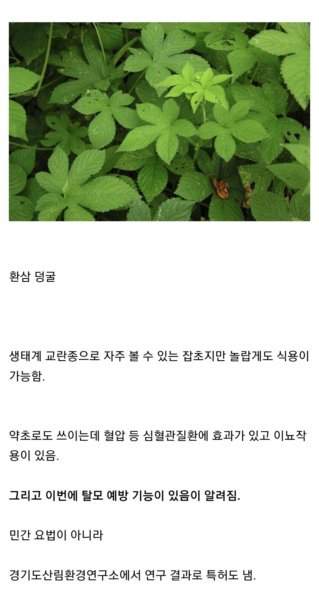 곧 씨가 마를 예정인 잡초