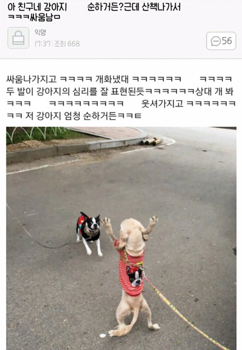 친구네 강아지 순하거든? 근데 산책나가서 싸움남ㅋㅋㅋ.jpg