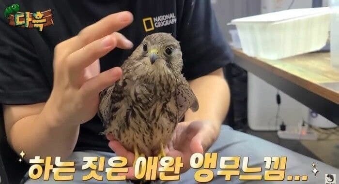 ㅈㄴ 귀엽게 생긴 한국의 맹금류