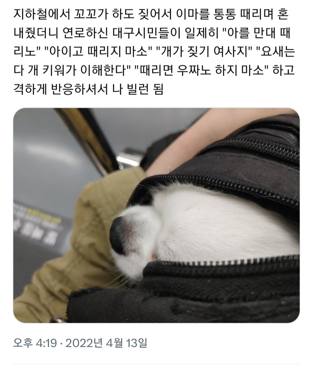 지하철에서 강아지가 짖어서 이마를 통통 때리며 혼내줬더니.