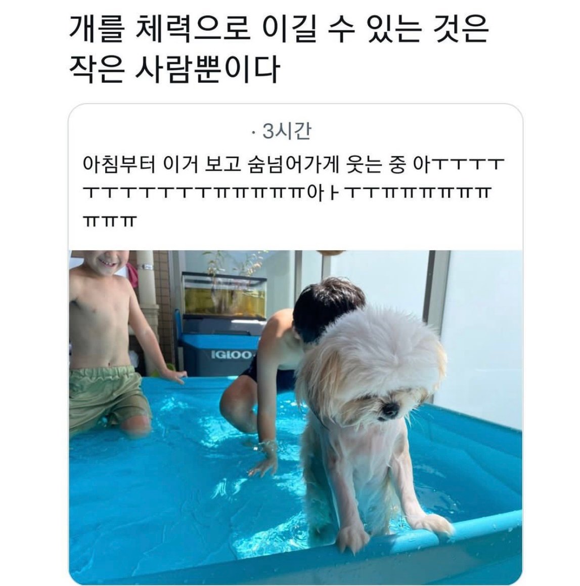 물놀이하다 지친 강아지 근황