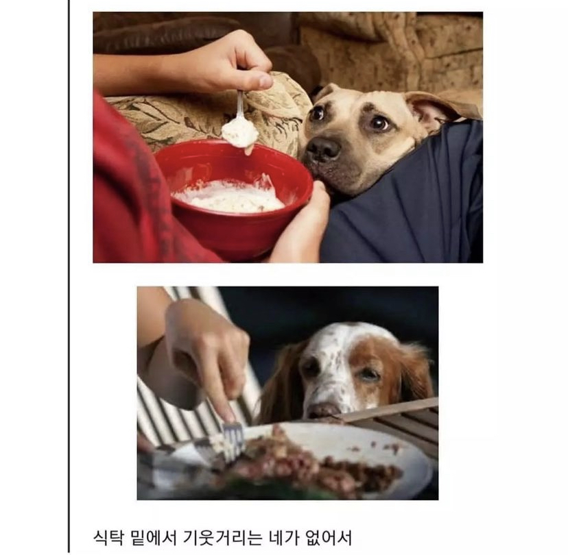 반려동물이 무지개다리 건넌 후 일상생활 하다 울음 터지는 이유