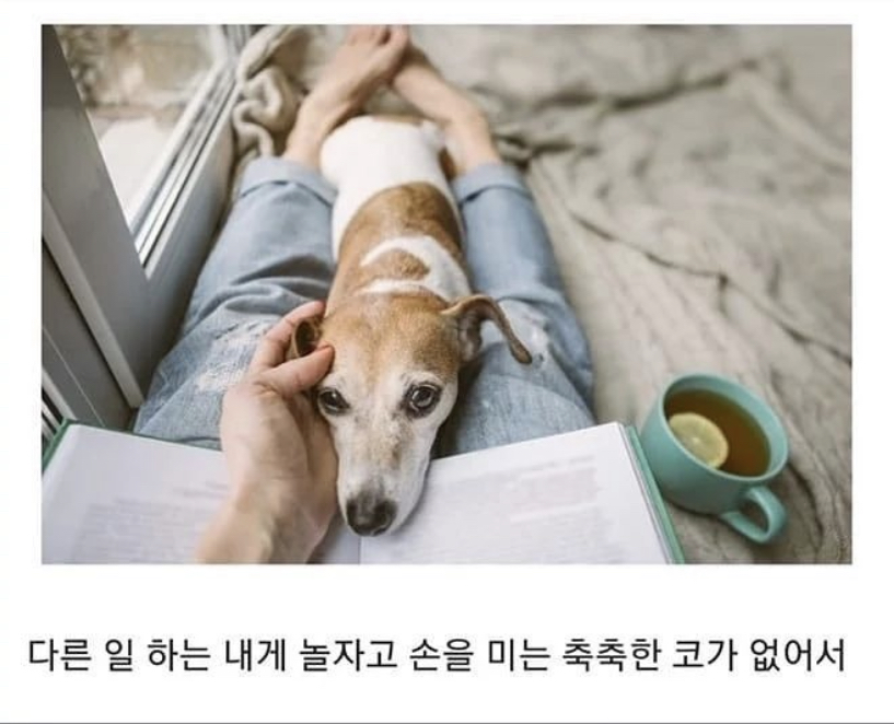 반려동물이 무지개다리 건넌 후 일상생활 하다 울음 터지는 이유