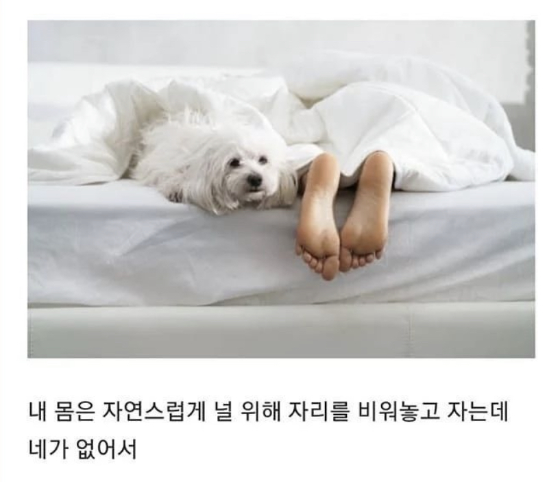 반려동물이 무지개다리 건넌 후 일상생활 하다 울음 터지는 이유