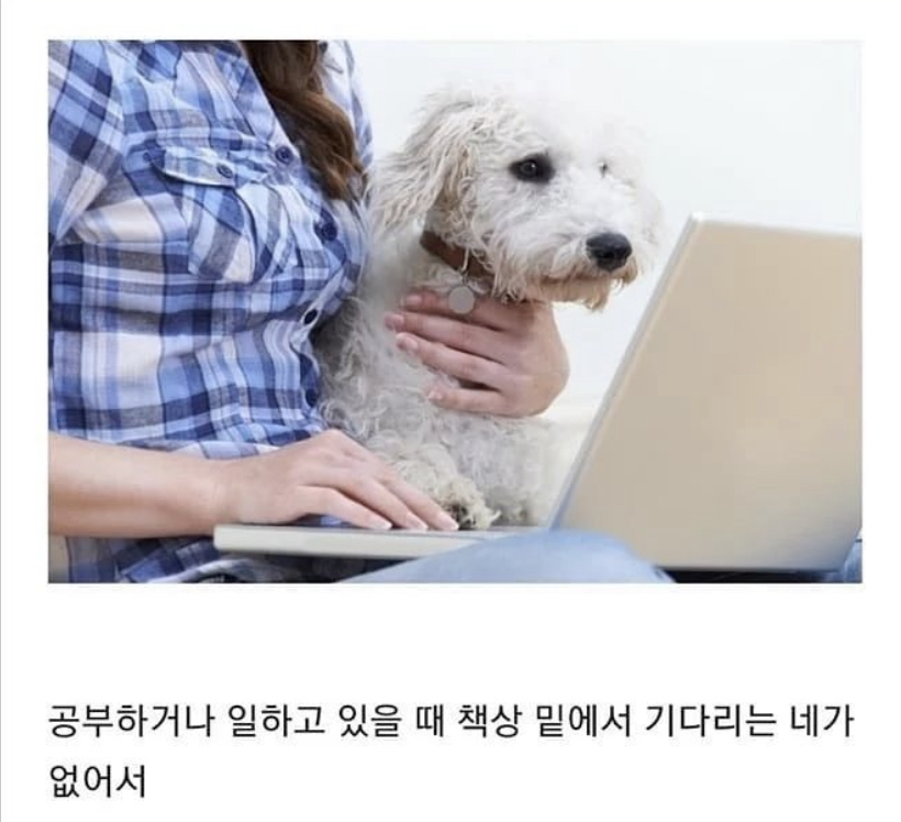 반려동물이 무지개다리 건넌 후 일상생활 하다 울음 터지는 이유