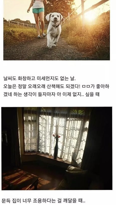 반려동물이 무지개다리 건넌 후 일상생활 하다 울음 터지는 이유