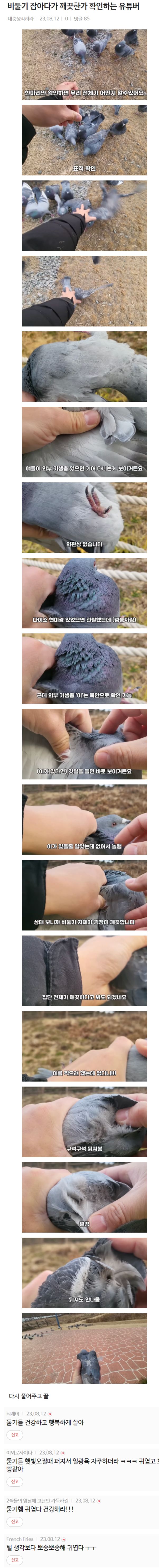 비둘기 잡아서 깨끗한지 더러운지 확인하는 유튜버