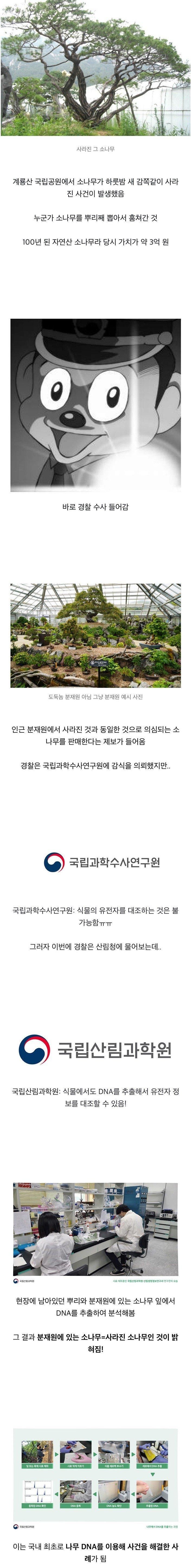 하룻밤새 사라진 100년 된 소나무