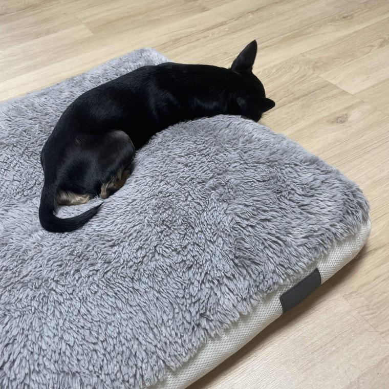 강아지가 3일째 삐져있어요.