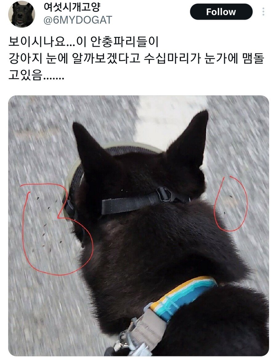 강아지 눈알에 알을 낳는다는 안충