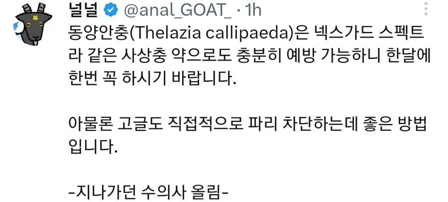 강아지 눈알에 알을 낳는다는 안충