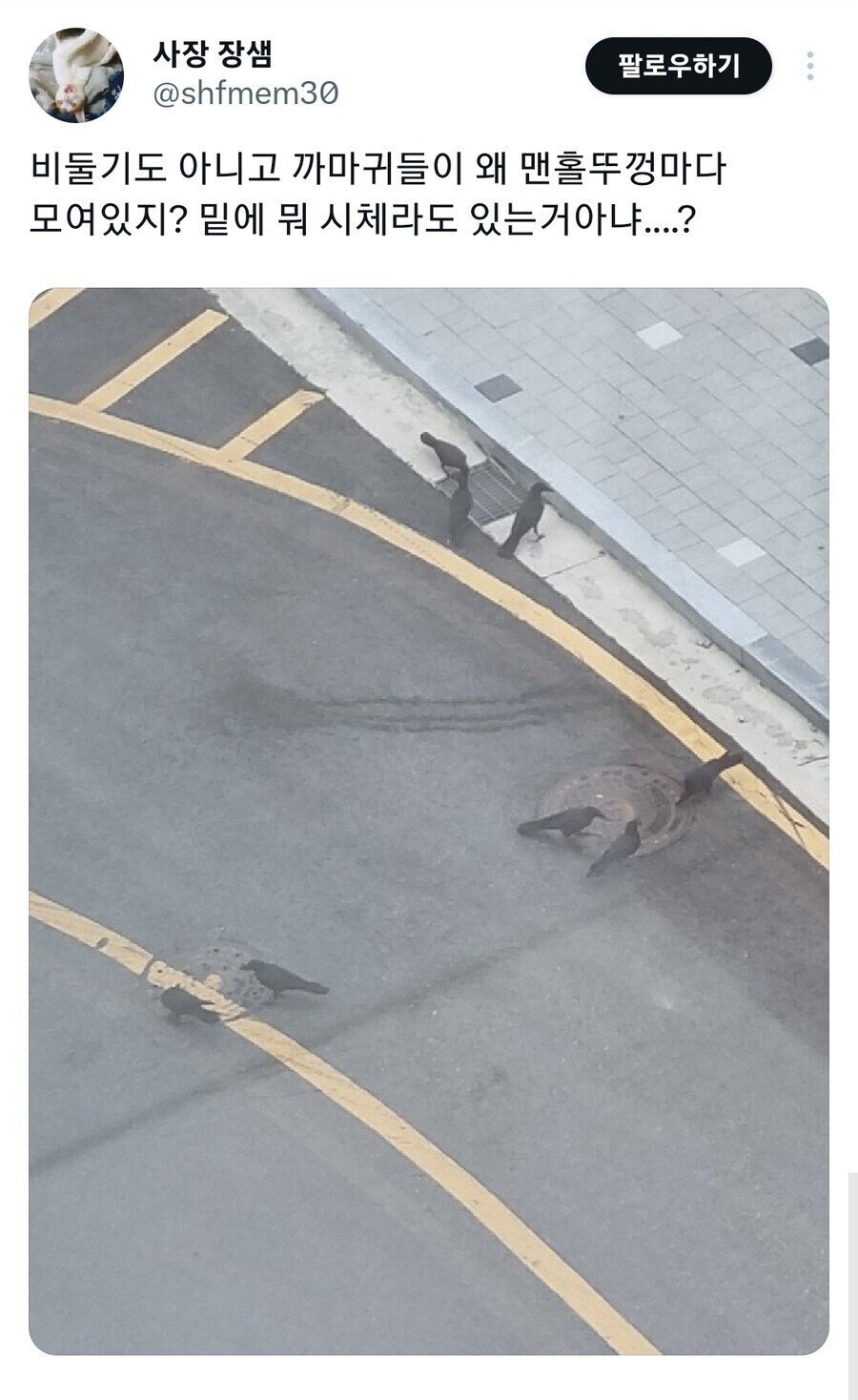 🐦‍⬛까마귀 무료 식사 오픈런.jpg