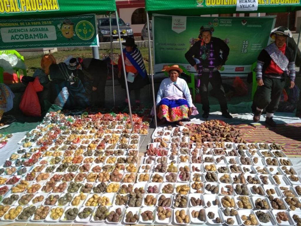 🥔페루 농민이 취급하는 다양한 감자의 종류 ㄷㄷㄷ.jpg