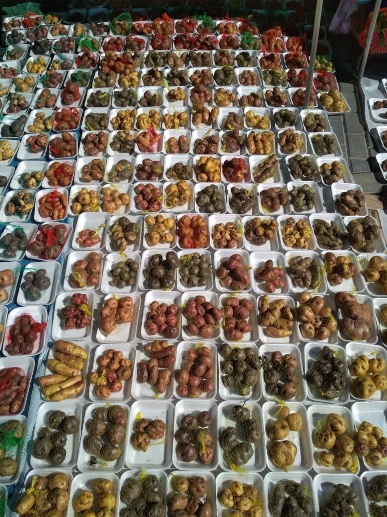 🥔페루 농민이 취급하는 다양한 감자의 종류 ㄷㄷㄷ.jpg