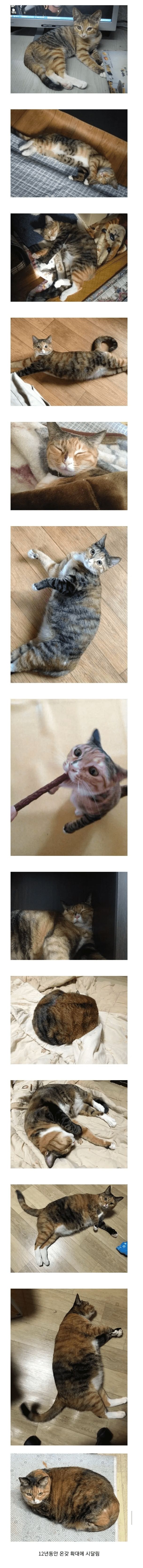 12년간 공장에서 확대당한 고양이.