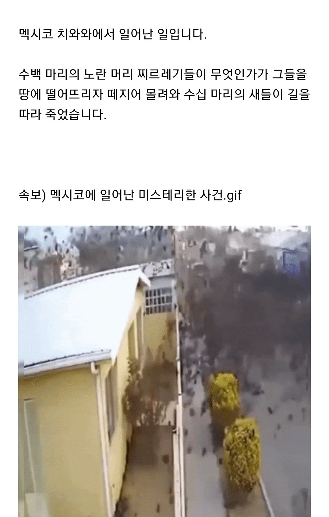 멕시코 미스테리한 사건