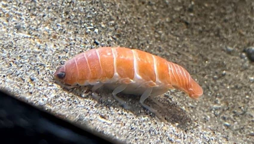 🍣 연어초밥 같이 생긴 해양생물.jpg