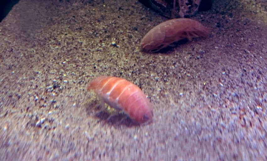 🍣 연어초밥 같이 생긴 해양생물.jpg