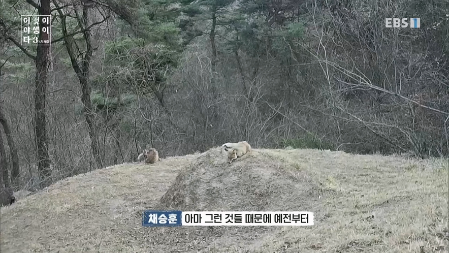 여우가 무덤파서 간을 빼먹는다는 설화가 나온 이유