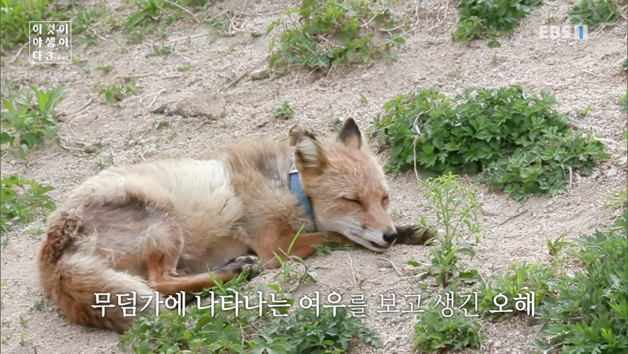 여우가 무덤파서 간을 빼먹는다는 설화가 나온 이유