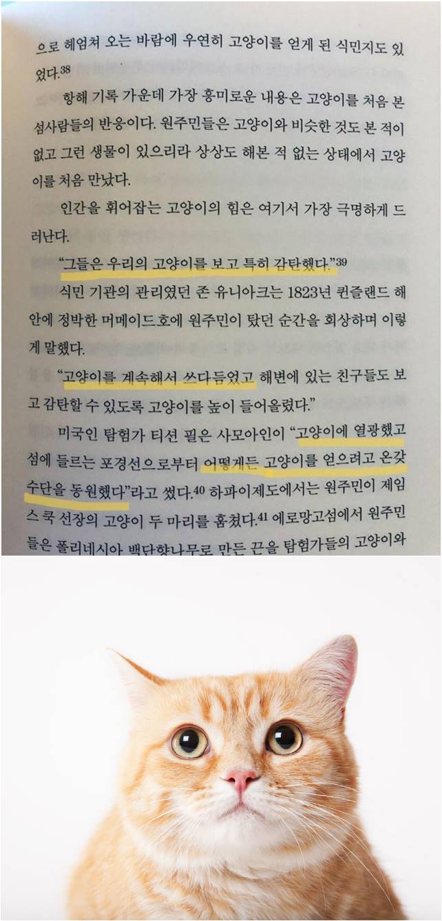 고양이를 처음 본 원시부족의 반응 ㅋㅋ