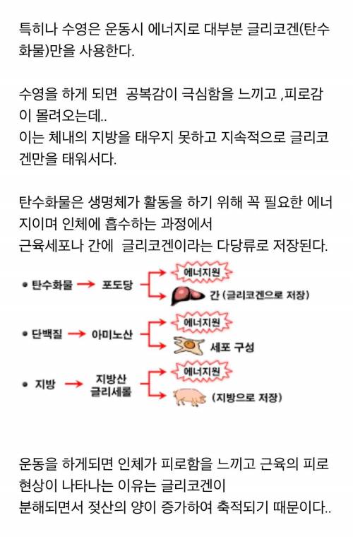 수영 하고나면 컵라면 땡기는 이유