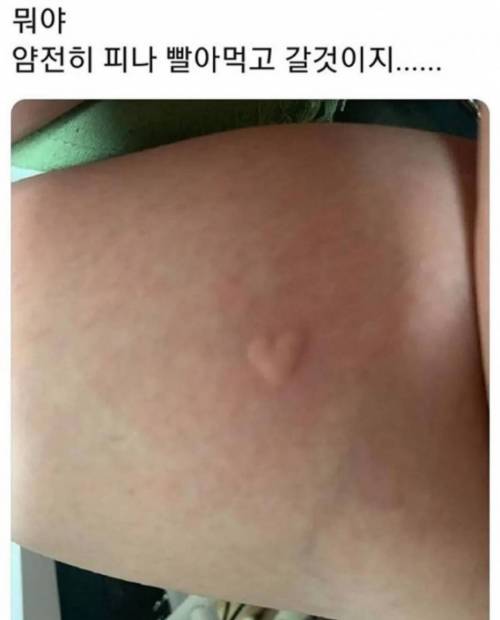 모기의 플러팅
