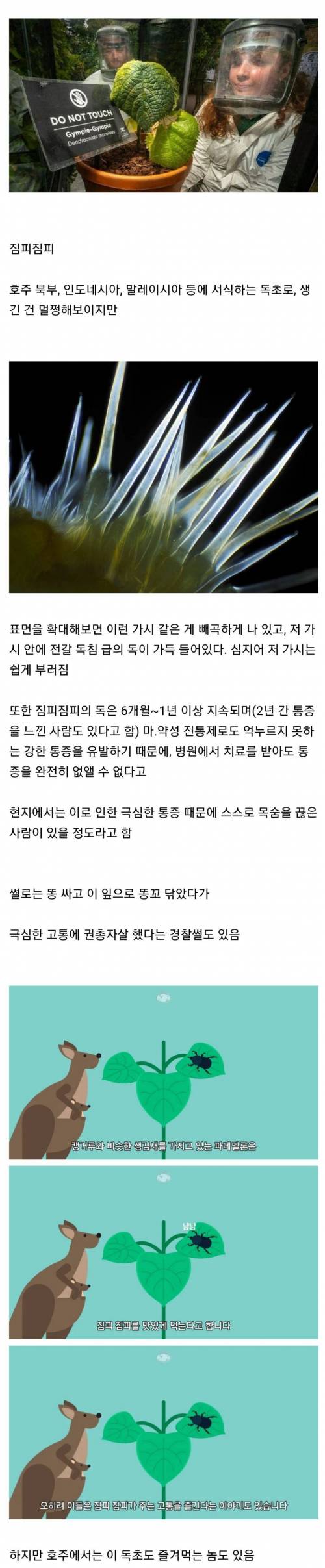 호주에서 절대 건들면 안되는 식물