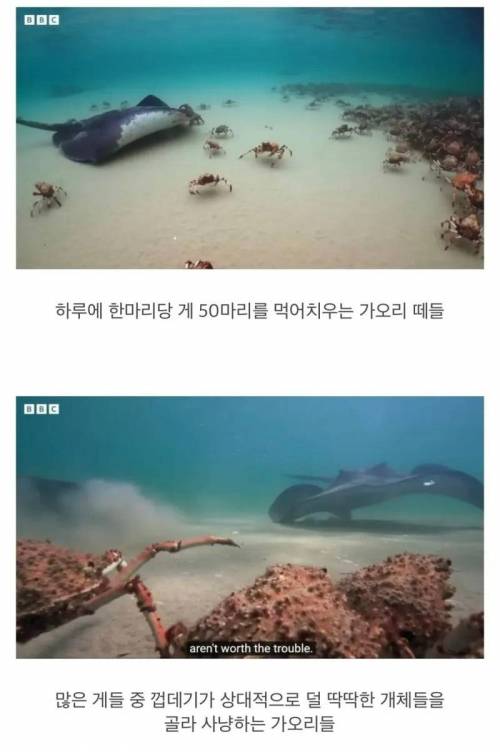 지들끼리 감싸주려고 난리난 