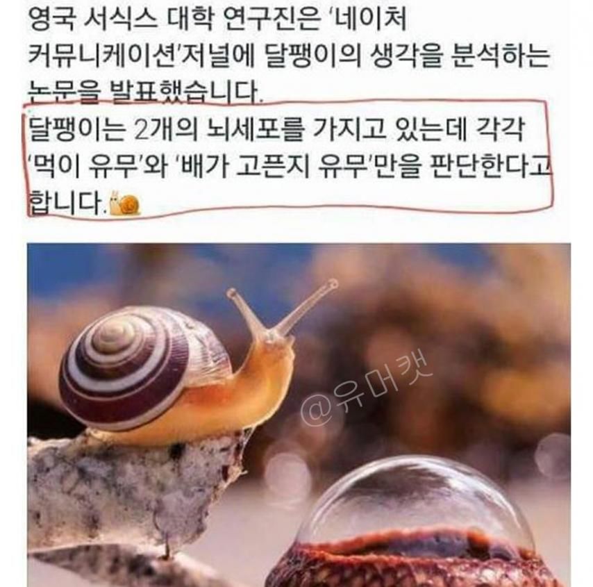 달팽이의 뇌세포