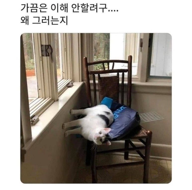 이해하는걸 포기한 집사