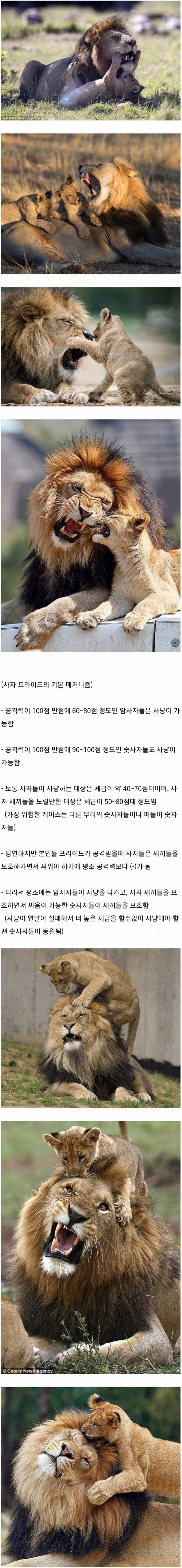 암사자들이 사냥 갔을 때 숫사자의 임무