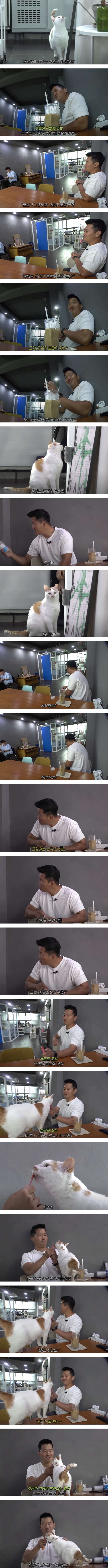 고양이는 잘 모르시는 분