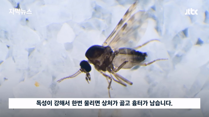 벌레혐) 독도 모기가 피를 빠는 방법